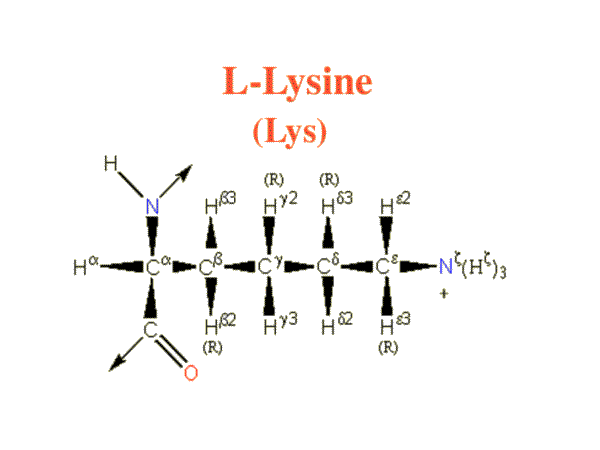 1. Lysine là gì? 2